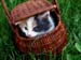 fond d'ecran (wallpaper) chat