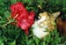 fond d'ecran (wallpaper) chat