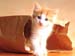 fond d'ecran (wallpaper) chat