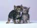 fond d'ecran (wallpaper) chat