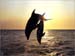 fond d'ecran (wallpaper) dauphin
