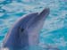fond d'ecran (wallpaper) dauphin
