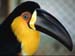 fond d'ecran (wallpaper) oiseau