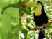 fond d'ecran (wallpaper) oiseau