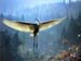 fond d'ecran (wallpaper) oiseau