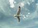 fond d'ecran (wallpaper) oiseau