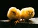 fond d'ecran (wallpaper) poussins