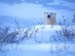 fond d'ecran (wallpaper) ours