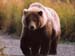 fond d'ecran (wallpaper) ours