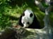 fond d'ecran (wallpaper) panda