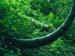 fond d'ecran (wallpaper) nature