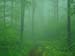 fond d'ecran (wallpaper) nature